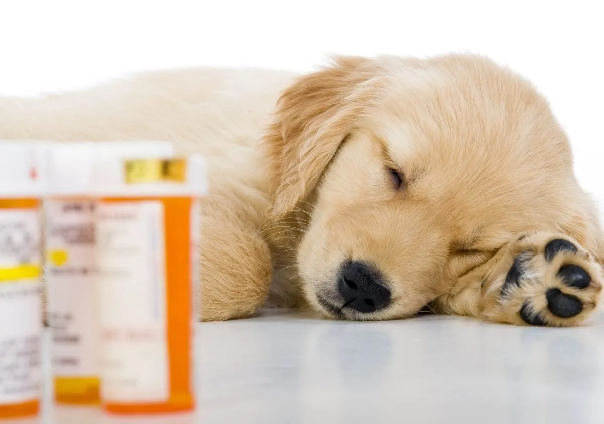 Pet Meds Wellness Mart Pharmacy